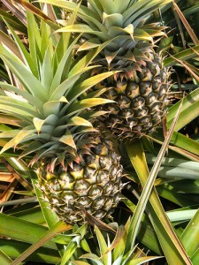 Pineapples at the Haliʻimaile Pineapple Company